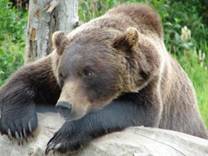 http://bp3.blogger.com/_TXkhCHqJMr8/RsJyJvuJvQI/AAAAAAAADtA/Rm8D8TcjgoU/s320/grizzly+4+at+wildlife+park.jpg