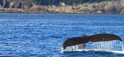 This Alaskan tour features top coastal attractions